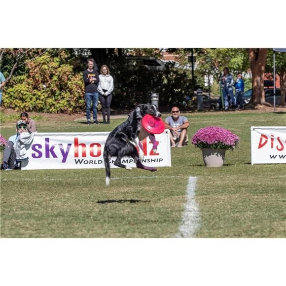 Flying Puncture-Resistant Spot Competition Dog Disc, Mango, 8.75-Inch, All Breed - Picture 5 of 7